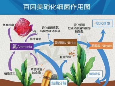 以霞蝶鱼为宠物的饲养方法（从选鱼到饲养的全程指南）