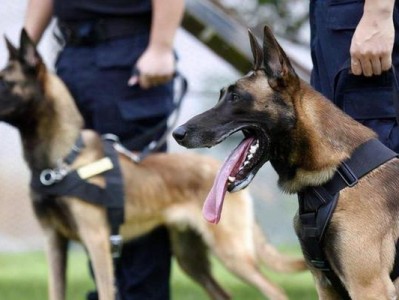 选择合适的狗犬作为警犬——最佳品种分析（以特定任务为导向，某些品种在警犬工作中更具优势）