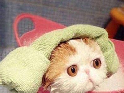 猫咪耳朵进水后需要多久才能恢复？（探讨猫咪耳朵进水对健康的影响及治疗时间）
