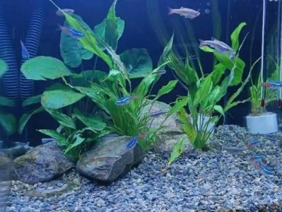 鱼缸底沙的使用寿命究竟有多长？（探究鱼缸底沙的耐用程度及延长使用寿命的方法）