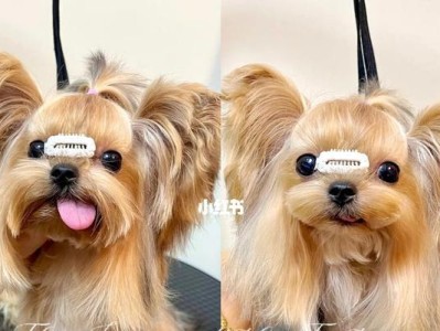 约克夏的毛色变化周期及原因分析（揭秘约克夏毛色变化的秘密以及如何保持美丽毛发）