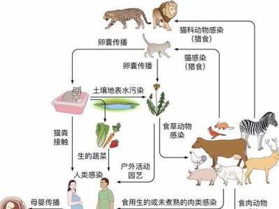 土拨鼠的饲养方法（萌宠养殖技巧详解）