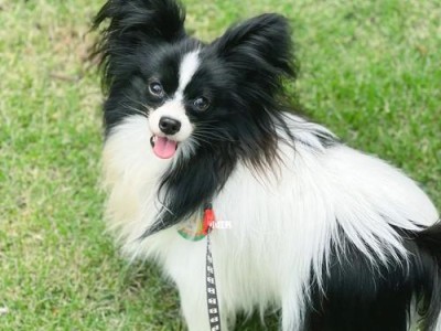 蝴蝶犬的性格特点与优缺点（了解蝴蝶犬的性格与特点）