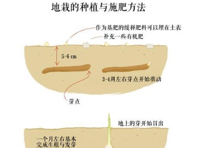 凤尾花珍珠饲养指南（打造美丽水族箱）