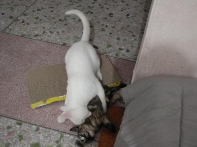 大猫忽略小猫的行为背后的问题（大猫的无视行为对小猫的心理和行为产生的影响）