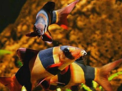 三间鼠鱼的饲养方法（打造舒适的家庭水族馆，享受鱼儿的欢乐生活）