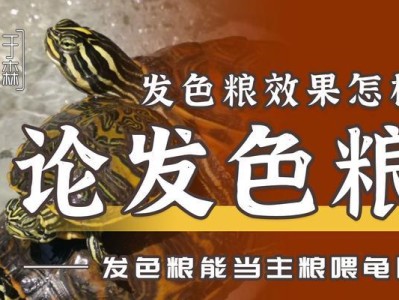 正确的龟粮投喂方式（保证宠物龟健康的喂食方法）