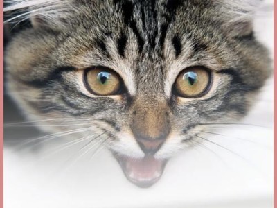 猫咪爱叫，传递的信号很多（探秘猫咪叫声背后的含义与需求）