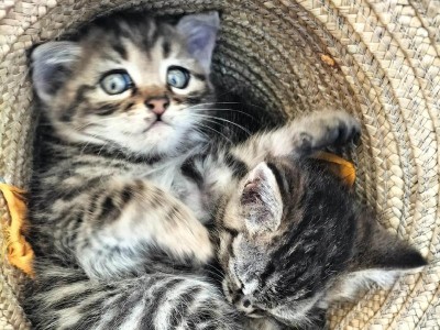 大猫如何带小猫成长（探寻大猫对小猫的影响与持续时间）