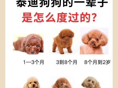 泰迪狗价格及影响因素解析（泰迪狗价格受哪些因素影响？多少钱可以买到一只泰迪狗？）