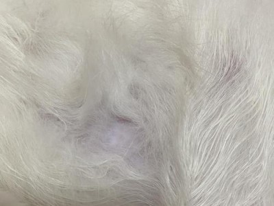 揭秘猫咪秃毛的原因与解决方法（为什么猫咪会秃毛？如何解决猫咪秃毛问题？）