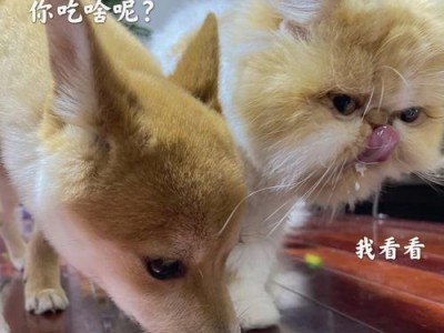 如何正确喂养小奶狗（合理饮食是关键，关爱是必备）