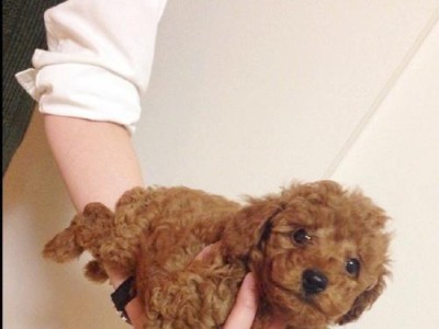 迷你贵宾犬vs巨型贵宾犬（探讨迷你贵宾犬和巨型贵宾犬的优劣势，帮助你做出明智的选择）