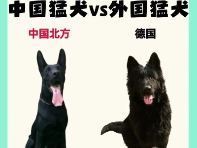 德国人最喜爱的狗狗品种（探索德国人心目中的狗狗天堂）