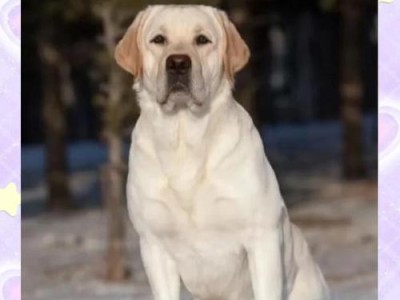 金毛犬与拉布拉多犬的五大区别（不同犬种的性格、外貌、训练能力、健康情况和适应环境）