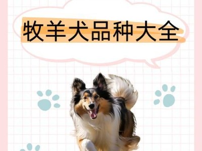 如何饲养边境牧羊犬？（全面指南，让你成为理想牧羊犬主人）