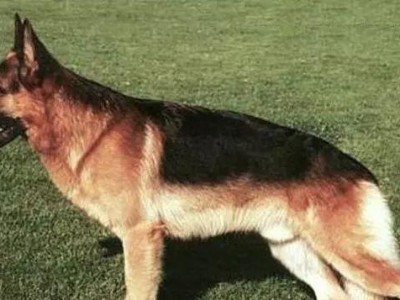 以弓背犬为伴，享受忠诚和活力的生活（活力四溢的弓背犬，最适合作为宠物的理由）
