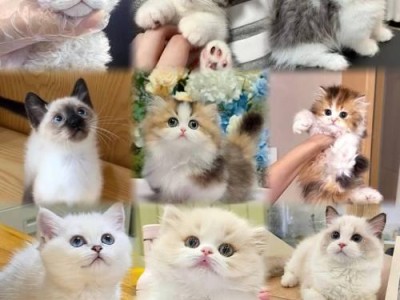 如何区分喜乐蒂与边牧犬？（四个关键特征帮你轻松辨别）