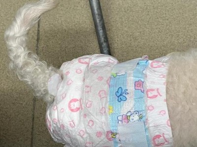 狗狗大姨妈的一切（了解狗狗大姨妈周期、症状及处理方法）