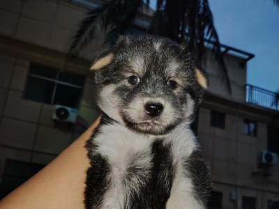 如何给以古牧幼犬提供适宜的护理？（以古牧幼犬护理需注意的关键要点）