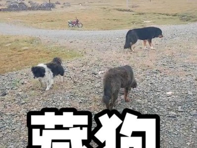 藏獒和普通狗的区别（探讨宠物犬种特点，解析藏獒的个性）