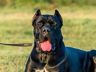 如何正确领养卡斯罗幼犬（幼犬领养指南，为你和你的新伙伴打下良好基础）