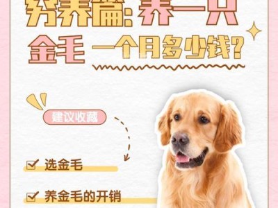 新手养金毛的注意事项（金毛饲养全攻略，让你成为贴心的宠物主人）