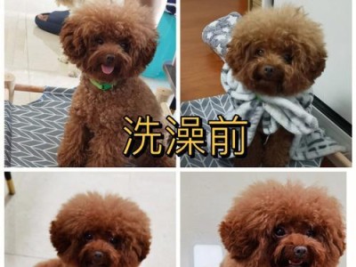 小狗洗澡的最佳频率及注意事项（宠物洗澡的基本原则与小狗洗澡的关键点）