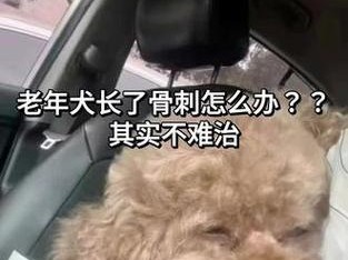 治疗狗狗骨刺的最佳方法及注意事项（了解狗腰椎骨刺的原因和症状，全面有效地治疗狗狗骨刺）