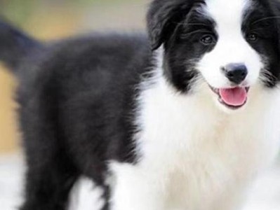边境牧羊犬价格一览（了解市场价，购买明智无虞）