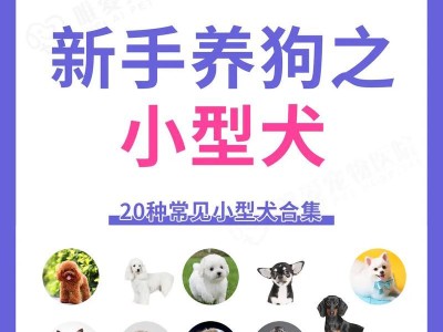 小型犬种的魅力与特点（探索不同小型犬种的个性与习性）