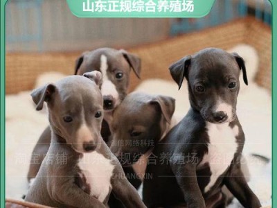 灵兽之王——灵犬的饲养全指南（打造健康快乐的爱宠生活/灵犬/饲养方法）