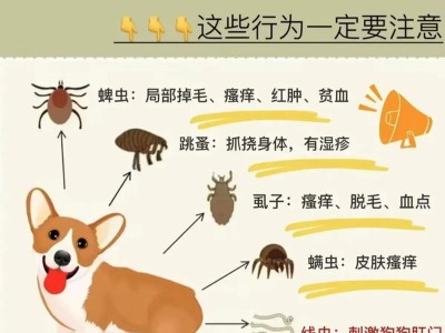 为什么给狗狗驱虫是必要的？（保护狗狗健康，预防寄生虫感染）