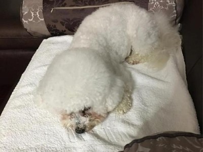 狗狗急性胃肠炎（了解狗狗急性胃肠炎的常见症状和如何处理）