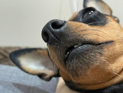 小鹿犬拉软便的原因及解决办法（了解小鹿犬拉软便的原因以及如何解决问题）