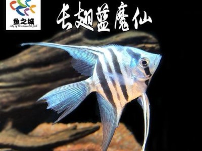 燕鱼与孔雀鱼混养的可行性及注意事项（探讨燕鱼与孔雀鱼混养的利弊及关键因素）