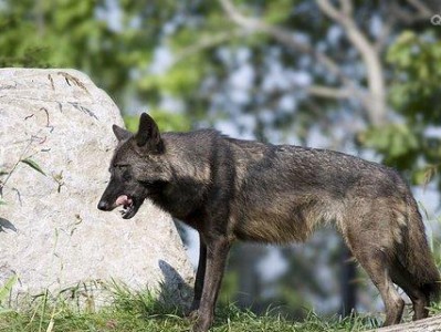 北海道犬饲养全指南（做一个爱心主人，让北海道犬快乐生活）