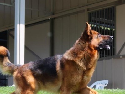 川东猎犬饲养全指南（了解川东猎犬的特点与养护技巧，让你成为一个合格的饲养者）