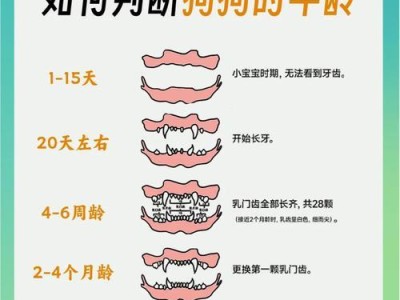 小狗的牙齿生长周期及护理方法（从出生到长牙齿，让小狗健康成长）