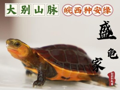 了解黄缘龟的价格、性别和品种（探索黄缘龟市场，辨别公母和品种特征）