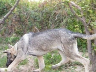 「狼青犬频繁掉毛背后的原因」（了解宠物的健康状况，从掉毛入手）