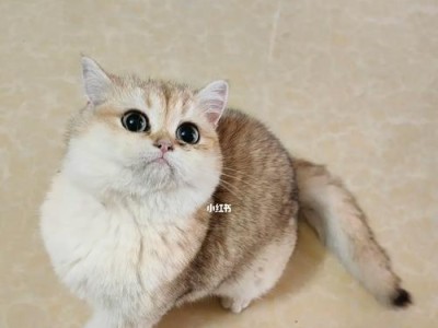 猫咪的爬行能力是如何发展的？（从无法动弹到灵活爬行，猫咪成长过程中的奇妙变化）
