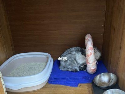 猫内固定手术后的休养期及注意事项（为猫咪的康复做好充足准备，关注关键要素）