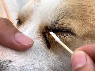 狗狗眼睛红肿睁不开——原因及处理方法（揭秘狗狗眼睛红肿的常见原因与对策）