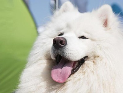 白色名犬的魅力与特点（探索世界上几个以白色名犬为主题的品种）
