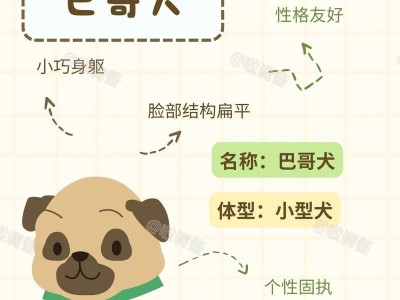 巴哥犬的养护指南（关爱您的宠物，享受美好时光）