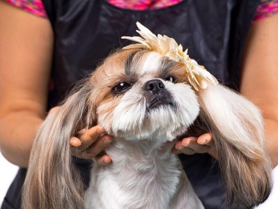 爱宠也要时时美容，西施犬常保活力（你不知道的以西施犬美容知识及护理小窍门）