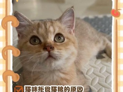 猫咪挑食怎么办？改善方法揭秘！（用心照顾猫咪的饮食，让它远离挑食烦恼）