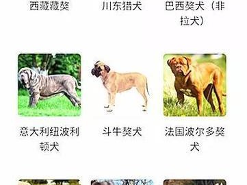 爱犬疫苗接种流程及注意事项（宠物犬疫苗接种，健康守护一生）