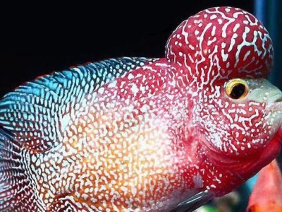 选择适合养殖的鱼类，让你的水族箱更具生机（探索最适合养殖的鱼类品种，打造宜人的水族箱环境）